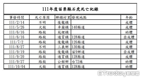 ▲▼台72線苗栗縣東西向快速道路29日深夜一隻3.7公斤的公石虎被路殺，是苗栗縣今年第7起石虎路殺。（圖／記者蔡文淵翻攝）