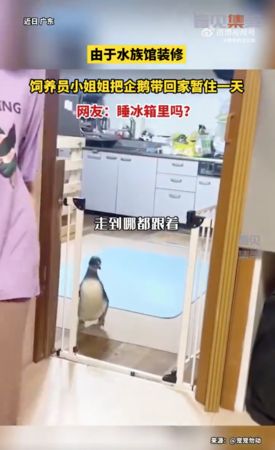 ▲水族館整修，企鵝跟飼養員回家。（圖／翻攝自微博／＠橙熟的逗比炮）