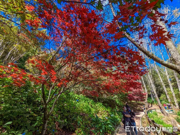 ▲秋意才濃楓葉慢紅，福壽山估楓紅可賞到12月初。（圖／福壽山農場提供）