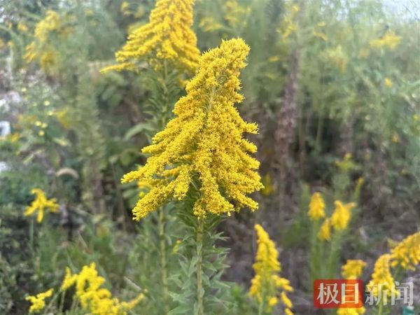 ▲加拿大一枝黃花入侵大陸各地。（圖／翻攝澎湃新聞）