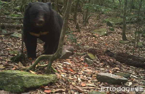 ▲▼             。（圖／東勢林管處提供）
