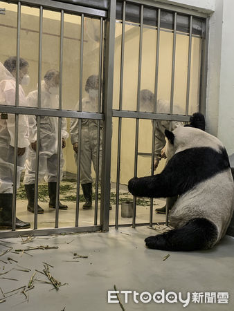 大陸專家來台探視貓熊團團。（圖／台北市立動物園提供）