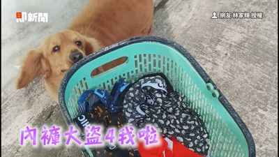 影／臘腸犬變身內褲大盜　咬緊緊不放跑給爸追！