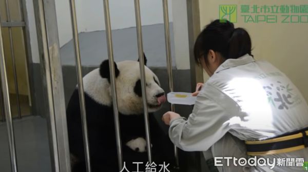 ▲圓仔出生被照顧的樣子。（圖／翻攝自Facebook／臺北市立動物園）