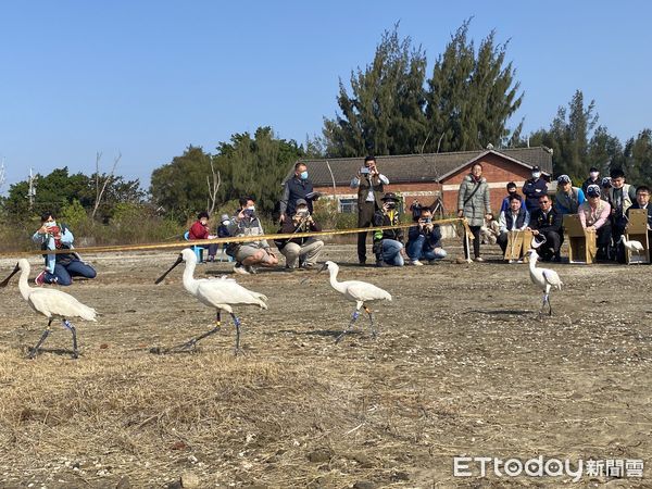 ▲歡迎民眾一起來尋找黃偉哲市長2020年在學甲濕地野放編號T85等黑面琵鷺。（圖／記者林悅翻攝，下同）