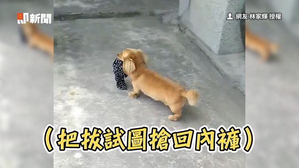 ▲臘腸犬叼著內褲跑給爸追。（圖／網友 林家輝 授權）