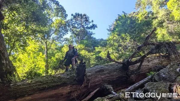 ▲「找樹的人」團隊探勘巨木，意外發現「香杉墳場」 。（圖／徐嘉君提供）