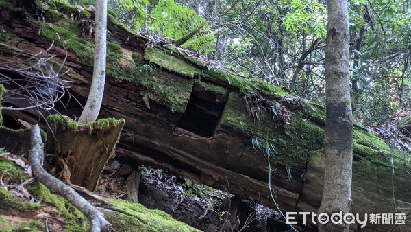 ▲「找樹的人」團隊探勘巨木，意外發現「香杉墳場」 。（圖／徐嘉君提供）