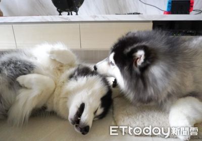 哈士奇姊妹性格差很大! 搶食耍心機、吵架打鬧是日常