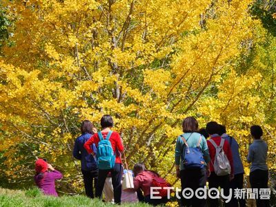 一秒到日本！武陵農場金黃銀杏林耀眼　火紅楓葉迎絕美時刻