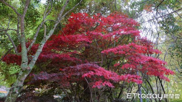 ▲國民賓館後方廣場的台灣掌葉槭，已逐漸轉紅，這禮拜是最佳欣賞期。（圖／武陵農場提供）