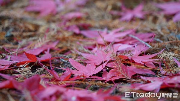 ▲國民賓館後方廣場的台灣掌葉槭，已逐漸轉紅，這禮拜是最佳欣賞期。（圖／武陵農場提供）