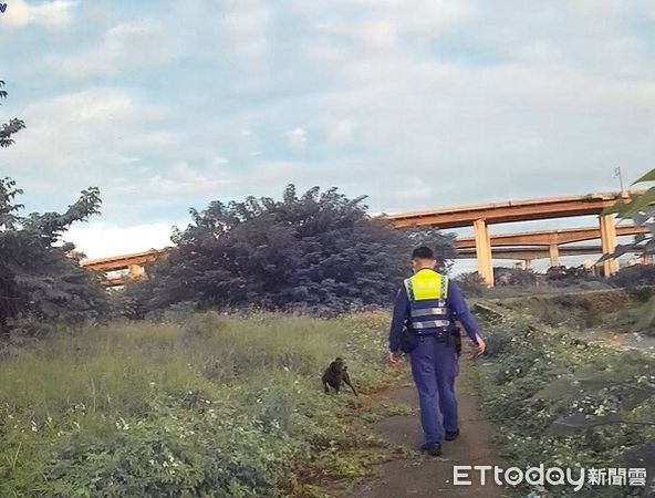 ▲靈犬小黑帶著員警在高速公路荒野中搜尋。（圖／桃園警分局提供）