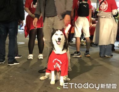 廟會好熱鬧!二哈穿上紅制服「幫忙指揮交通」 路人經過圍觀猛拍