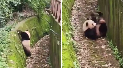 大熊貓發懶「下坡路當溜滑梯」　沒骨頭的極限：能滾為什麼要走？