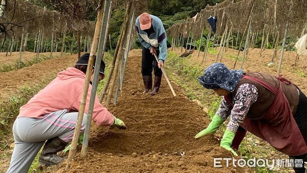 ▲承襲祖父30年種植經驗 女青農奪平溪區山藥冠軍。（圖／新北市農業局提供）