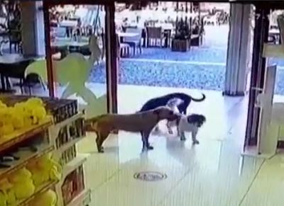 狗狗集團搶劫玩具店還分工把風 叼了「同類玩偶」就跑