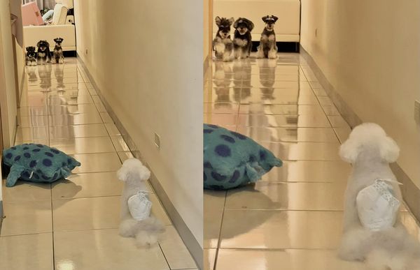 ▲狗朋友來拜訪！「3白鬍惡霸」排排站擋住走廊　尿布貴賓犬嚇腿軟。（圖／有點毛毛的／粉專「三隻小雪豬」提供）
