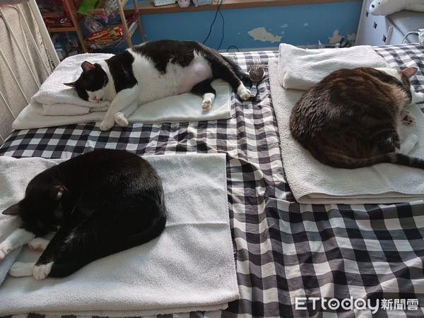 ▲午覺時間一到「3坨巨貓」衝上床！躺好枕頭棉被　媽嘆：剩小角落。（圖／飼主臧婕旎提供，請勿隨意翻拍，以免侵權。）