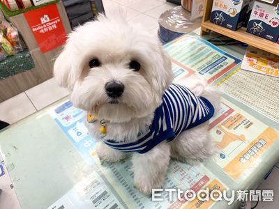 雙11限時殺!西莎32塊、貓砂特價128 東森幣回饋10%+滿3千送300