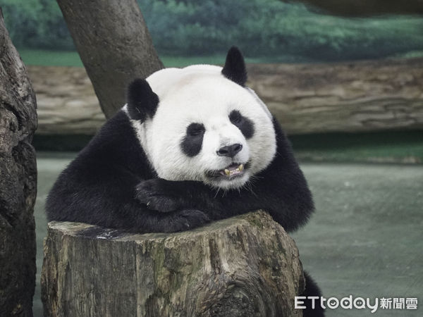 貓熊家族與冰床。（圖／台北市立動物園提供）