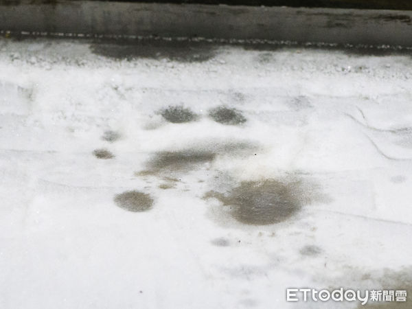 貓熊家族與冰床。（圖／台北市立動物園提供）