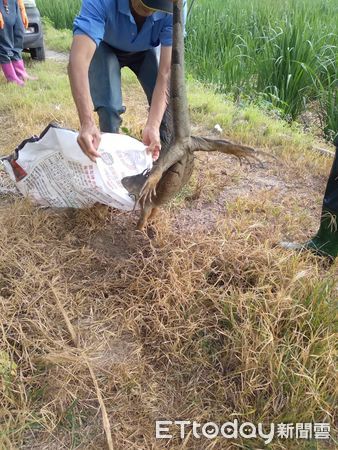 ▲埔里鎮農民於茭白筍田中捕獲身長1.5米的大型綠鬣蜥。（圖／民眾提供）