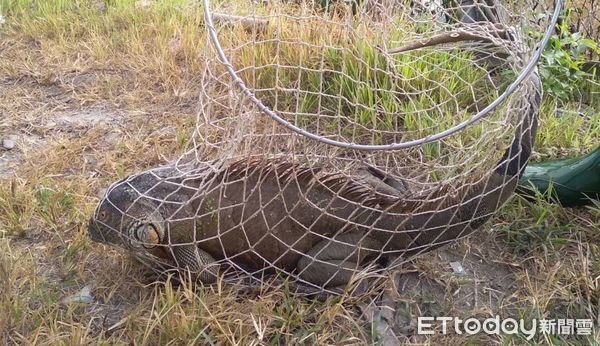 ▲埔里鎮農民於茭白筍田中捕獲身長1.6米的大型綠鬣蜥。（圖／民眾提供，下同）