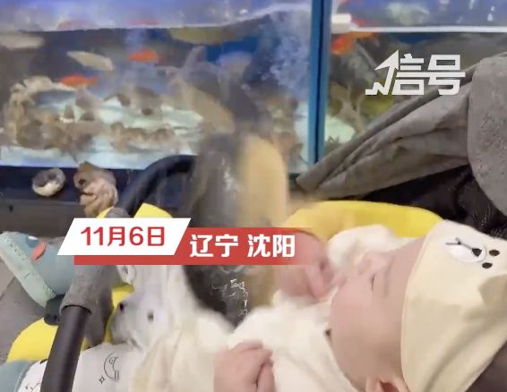 ▲6個月大的嬰兒逛超市，一條大魚從水缸裡跳出來直接撲進他懷裡。（圖／翻攝微博）