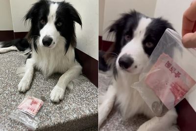 不學好!叛逆邊牧偷叼「整袋國父」鬼祟上樓 被抓包眼神飄移