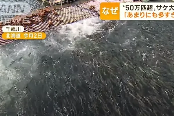 ▲▼北海道鮭魚迴遊數量暴增。（圖／翻攝自YouTube／ANNnewsCH）