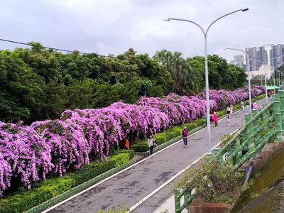 泰山「蒜香藤秘境」大爆開！紫瀑綿延上百公尺　花期僅一周