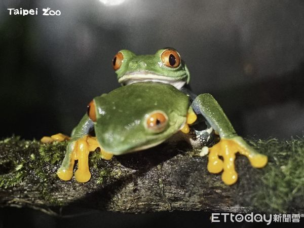 ▲紅眼樹蛙。（圖／台北市立動物園提供）