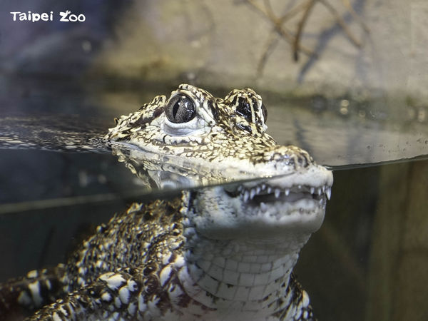 ▲ 。（圖／台北市立動物園提供）