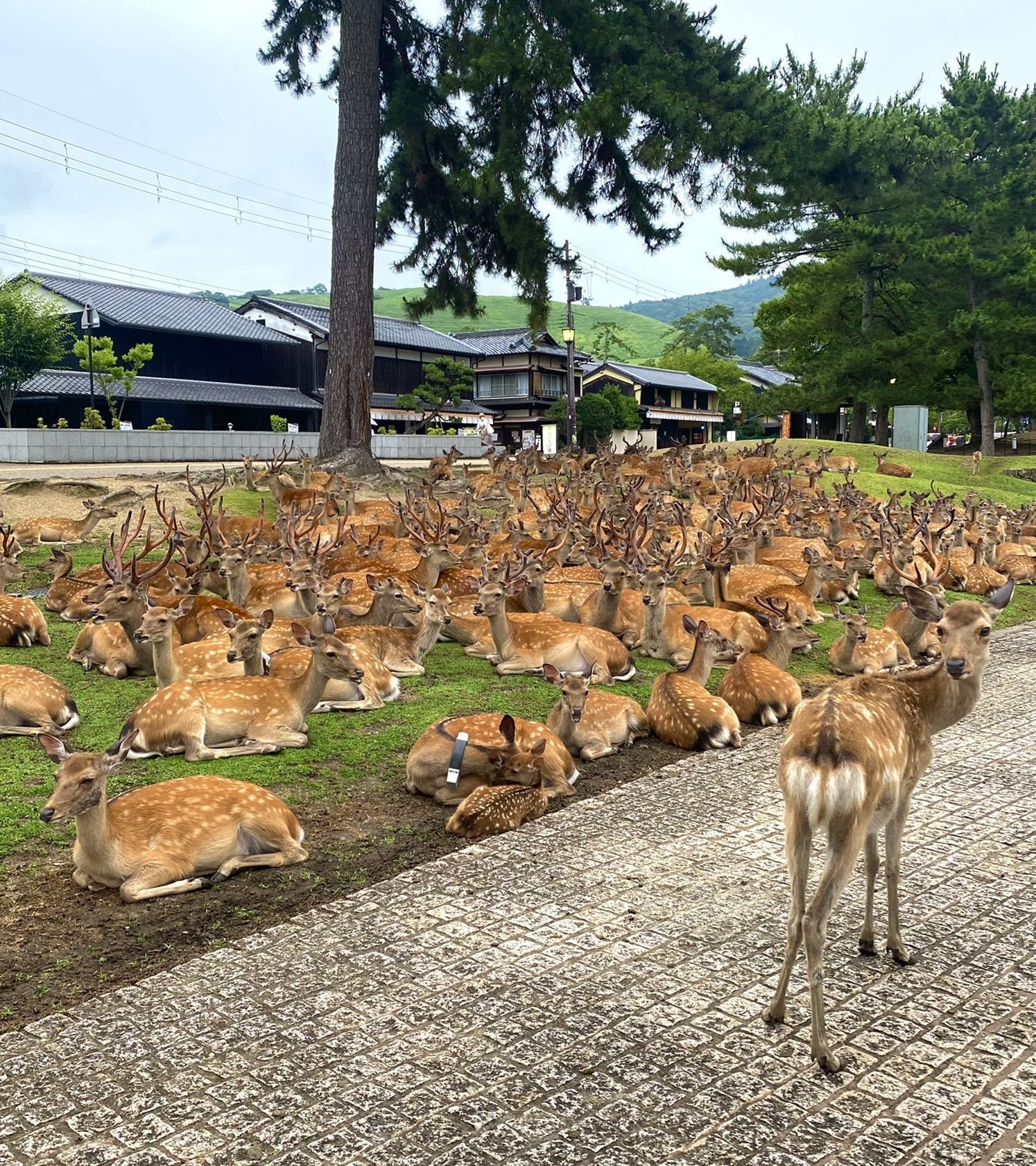 ▲▼奈良最新「鹿」況。（圖／翻攝自推特@smr_patissier）
