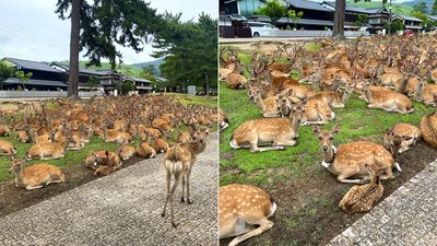 奈良最新鹿況！　數量爆多「像複製貼上」躺到草皮沒空隙