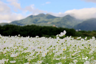 把握「關渡花海」最後時光！一年一度雪白波斯菊＋山巒雲海美翻了