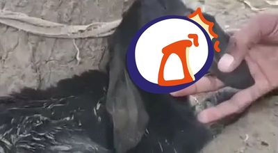 印度驚現獨眼羊寶寶！兩顆眼珠擠前額眼窩　背後原因曝