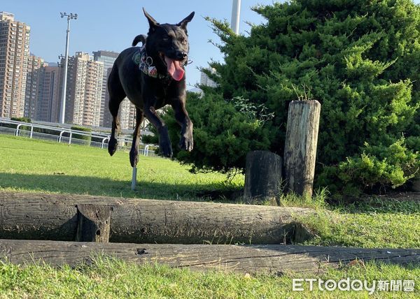 ▲照到放大燈？小黑狗養6年「暴風式抽高」　黑貴賓姐姐秒變小矮人。（圖／FB「烏卒卒家族」、IG「ongel_ofa」提供）