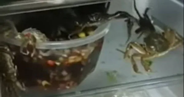 女子打開冰箱後，發現生醃的螃蟹正在跟他打招呼。（圖／翻攝自微博）