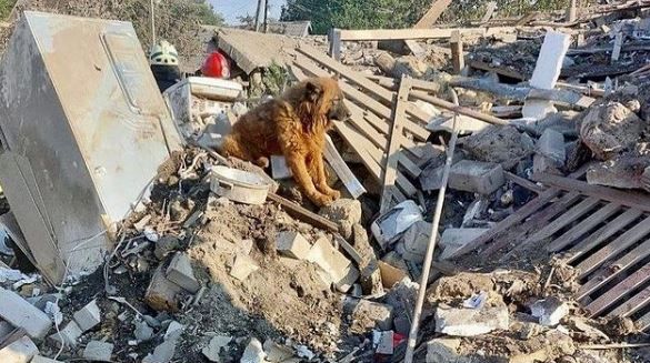 ▲烏克蘭狗狗全家被戰火無情帶走，留牠在廢墟中哀嚎。（圖／翻攝自IG／「Ukraine.ua」）
