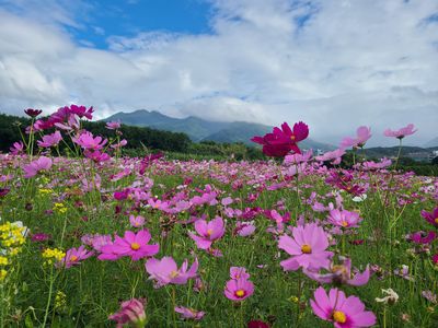 1.5萬坪「關渡花海」剩最後6天！免費接駁車資訊一次看