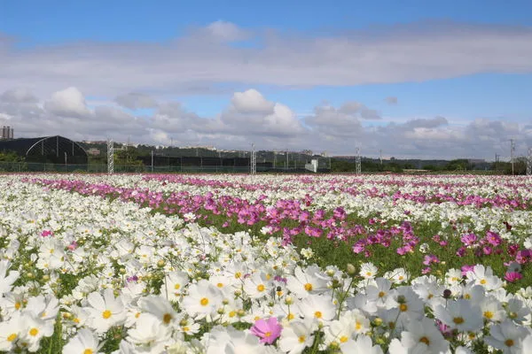 ▲▼桃園,花彩節,太空梭,光雕秀,地方創生,大溪月眉休閒農業區,花海,裝置藝術,街頭藝人。（圖／桃園市政府新聞處提供）