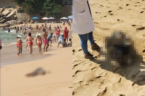 ▲▼墨西哥海灘「沖來3具血屍」遊客超淡定。（圖／翻攝自推特）