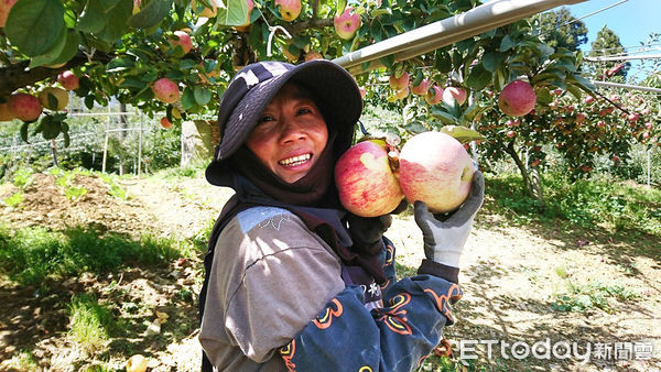 ▲▼中華郵政與小農合作協助銷售蜜蘋果。（圖／中華郵政）
