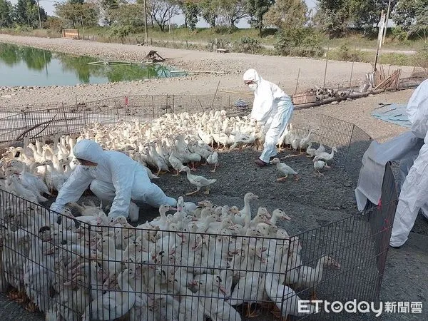 ▲屏東縣動物防疫所撲殺作業 。（圖／屏東縣政府提供）