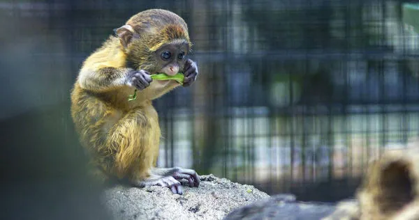 廣西旱象頻傳也影響到野生動物上，一群猴群跳進蓄水池喝水，卻跳不出來集體溺斃。（示意圖／翻攝自pixabay）