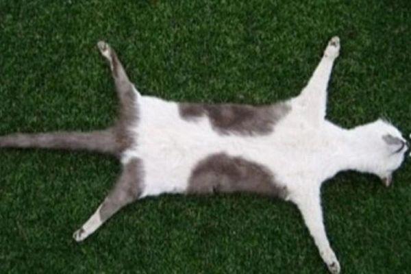 紐西蘭一名標本製作師將自製的貓屍地毯放上網競標。（翻攝自 TradeMe）
