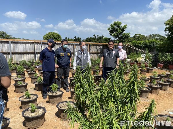 ▲▼桃園市龍潭區601空騎旅基地旁農場破獲史上最大宗大麻案，市值超過12.6億元。（圖／記者沈繼昌翻攝）