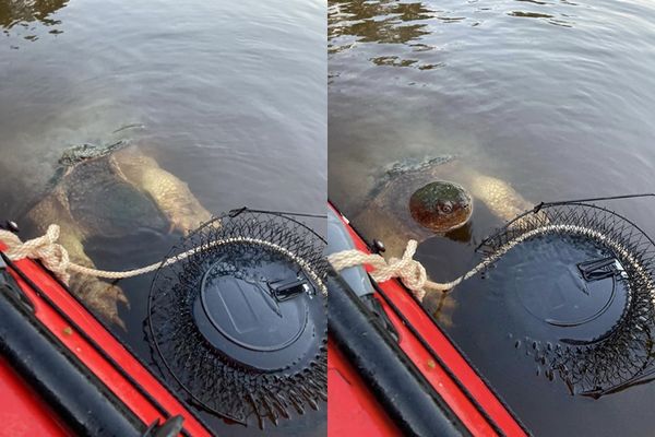 ▲▼美國密西西比河出現一隻身長達75公分的鱷龜。（圖／翻攝自Facebook／Shala Holm）